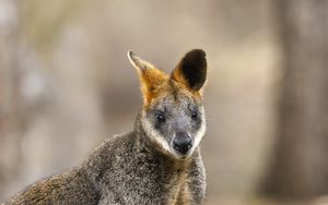 Preview wallpaper wallaby, animal, wildlife