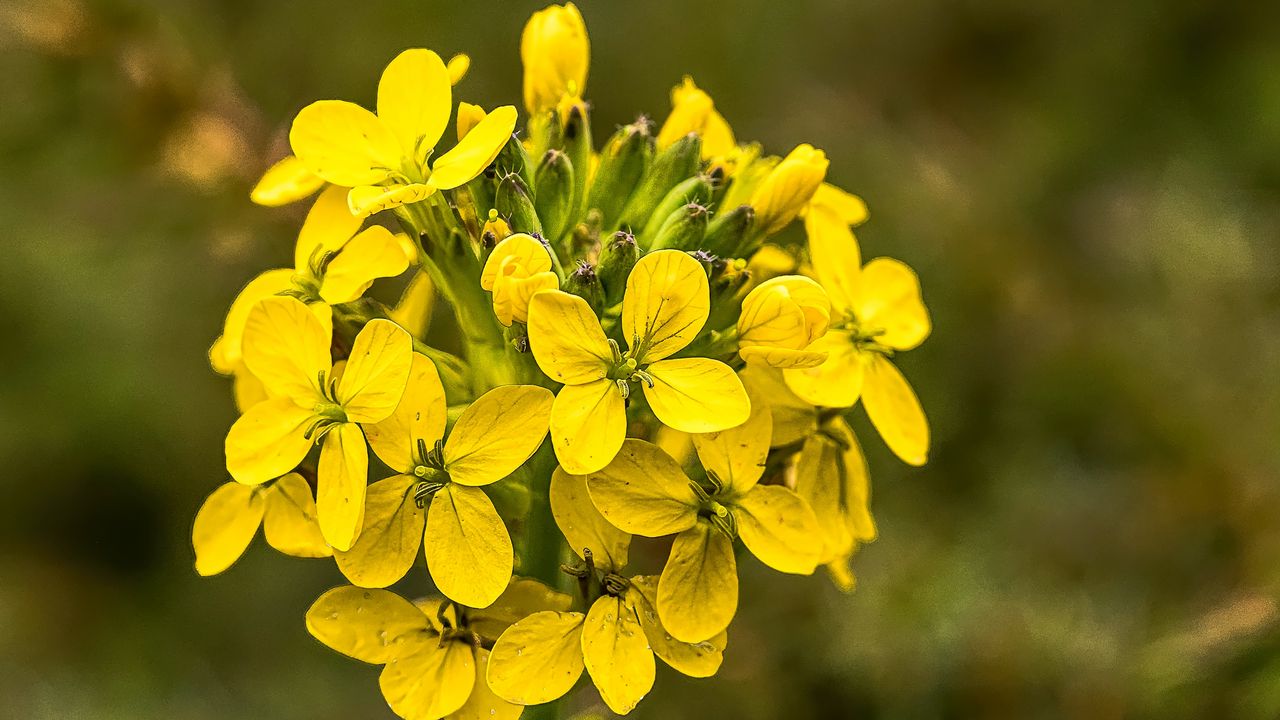 Wallpaper wallflower, flowers, inflorescence, yellow, petals