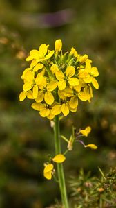 Preview wallpaper wallflower, flowers, inflorescence, yellow, petals