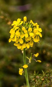 Preview wallpaper wallflower, flowers, inflorescence, yellow, petals