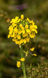 Preview wallpaper wallflower, flowers, inflorescence, yellow, petals