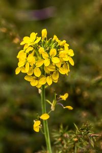 Preview wallpaper wallflower, flowers, inflorescence, yellow, petals