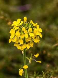 Preview wallpaper wallflower, flowers, inflorescence, yellow, petals