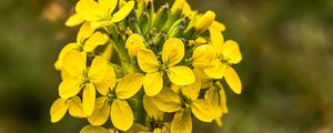 Preview wallpaper wallflower, flowers, inflorescence, yellow, petals