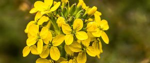 Preview wallpaper wallflower, flowers, inflorescence, yellow, petals