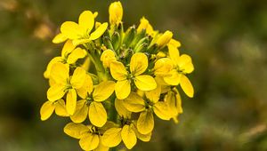 Preview wallpaper wallflower, flowers, inflorescence, yellow, petals