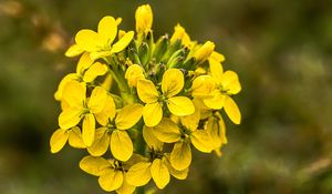 Preview wallpaper wallflower, flowers, inflorescence, yellow, petals