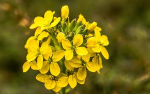 Preview wallpaper wallflower, flowers, inflorescence, yellow, petals