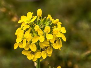 Preview wallpaper wallflower, flowers, inflorescence, yellow, petals