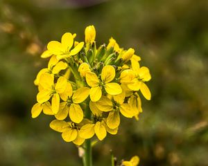 Preview wallpaper wallflower, flowers, inflorescence, yellow, petals