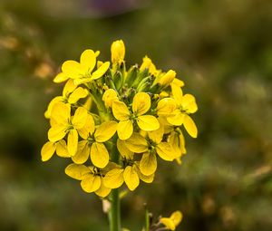 Preview wallpaper wallflower, flowers, inflorescence, yellow, petals