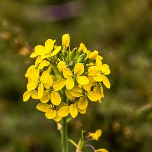 Preview wallpaper wallflower, flowers, inflorescence, yellow, petals