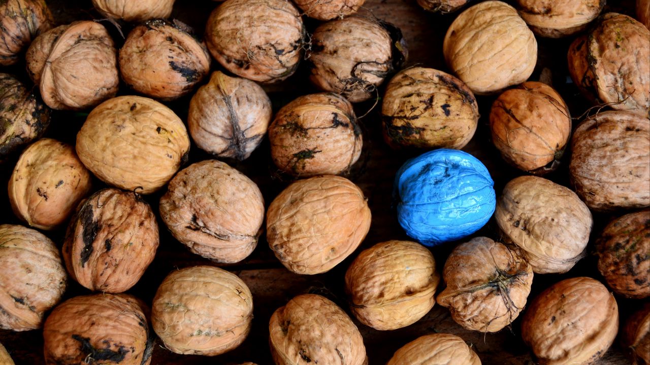 Wallpaper walnuts, color, shell