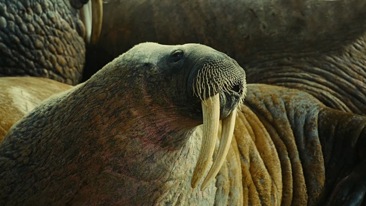 Wallpaper walrus, fangs, tusks, muzzle, body, folds