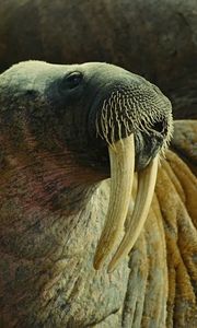 Preview wallpaper walrus, fangs, tusks, muzzle, body, folds