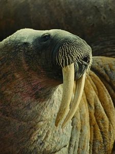 Preview wallpaper walrus, fangs, tusks, muzzle, body, folds