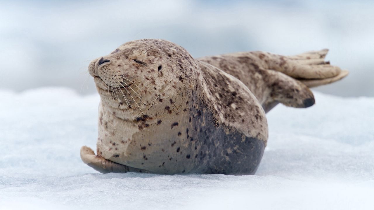 Wallpaper walrus, seal, snow, lying