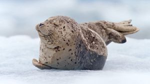 Preview wallpaper walrus, seal, snow, lying