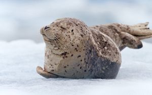 Preview wallpaper walrus, seal, snow, lying