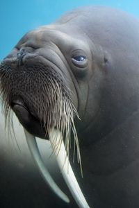 Preview wallpaper walrus, tusks, face, blurring