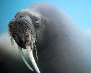Preview wallpaper walrus, tusks, face, blurring