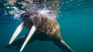 Preview wallpaper walrus, tusks, swim, splash