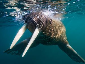 Preview wallpaper walrus, tusks, swim, splash
