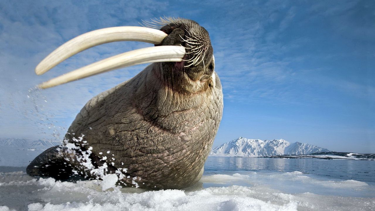Wallpaper walrus, tusks, teeth, sea, gesture, jump, shoot