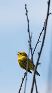 Preview wallpaper warbler, bird, yellow, bright, branches