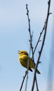 Preview wallpaper warbler, bird, yellow, bright, branches