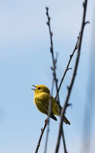 Preview wallpaper warbler, bird, yellow, bright, branches