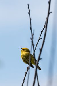 Preview wallpaper warbler, bird, yellow, bright, branches