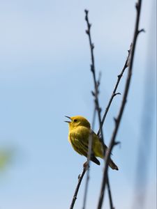 Preview wallpaper warbler, bird, yellow, bright, branches