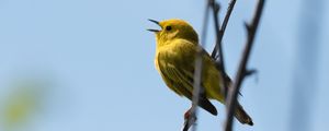 Preview wallpaper warbler, bird, yellow, bright, branches