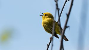 Preview wallpaper warbler, bird, yellow, bright, branches