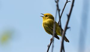 Preview wallpaper warbler, bird, yellow, bright, branches