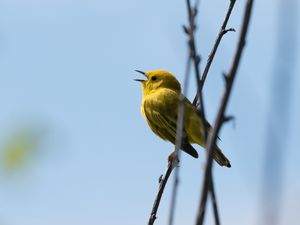 Preview wallpaper warbler, bird, yellow, bright, branches