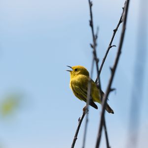 Preview wallpaper warbler, bird, yellow, bright, branches