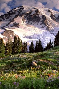 Preview wallpaper washington, mountains, glade, flowers, trees, stones