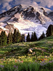 Preview wallpaper washington, mountains, glade, flowers, trees, stones