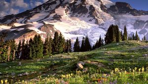 Preview wallpaper washington, mountains, glade, flowers, trees, stones