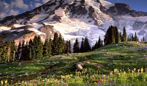 Preview wallpaper washington, mountains, glade, flowers, trees, stones