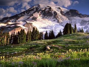 Preview wallpaper washington, mountains, glade, flowers, trees, stones