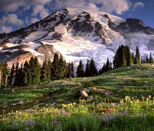 Preview wallpaper washington, mountains, glade, flowers, trees, stones