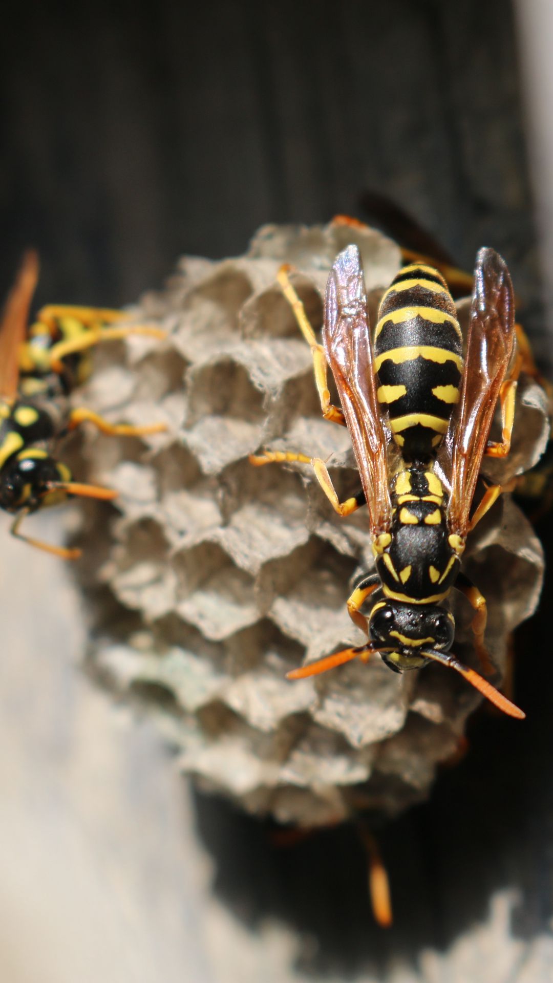 Download wallpaper 1080x1920 wasp, beehive, close-up samsung galaxy s4