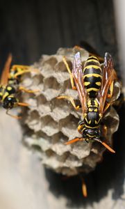 Preview wallpaper wasp, beehive, close-up