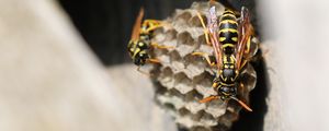 Preview wallpaper wasp, beehive, close-up