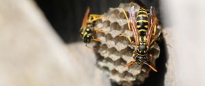 Preview wallpaper wasp, beehive, close-up