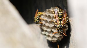 Preview wallpaper wasp, beehive, close-up