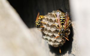 Preview wallpaper wasp, beehive, close-up